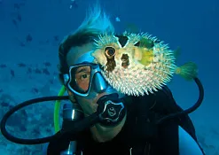 Школа дайвинга Prodivers