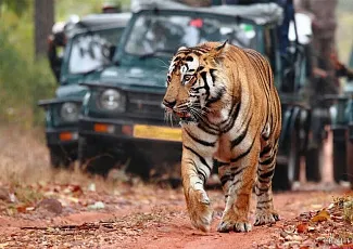Тигры и золотой треугольник
