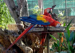 Зоопарк Dehiwala Zoo