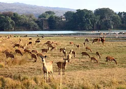 Национальный Парк Рантхамбор