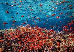 Rimba Jimbaran Bali by Ayana