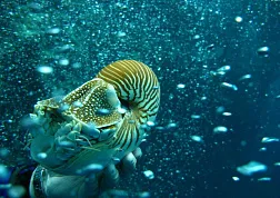 Дайвинг Drop Offs