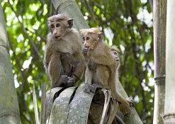 Королевский ботанический сад Перадения