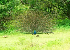 Заповедник Кумана