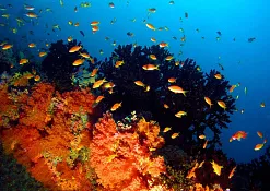 Дайвинг Club Rannalhi