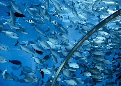 Подводный ресторан Ithaa