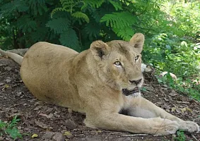 Незабываемое сафари на курорте «Маналтирам»
