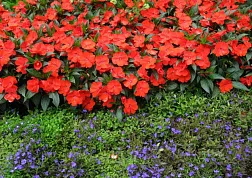 Ботанический сад Хакгала