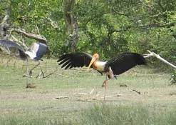 Заповедник Кумана