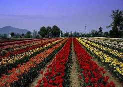 Парк Тюльпанов