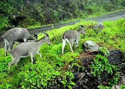 Национальный Парк Эравикулам