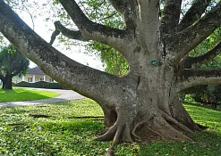 Королевский ботанический сад Перадения