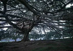 Священное дерево Бо