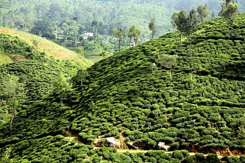 Холмы Шри-Ланки