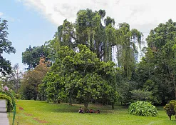 Королевский ботанический сад Перадения