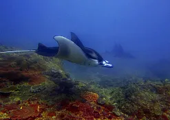 Rimba Jimbaran Bali by Ayana