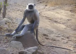 Национальный Парк Корбетта