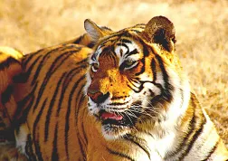 ТОП 14 национальных парков Индии