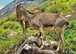 Национальный Парк Эравикулам