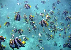 Дайвинг Olhuveli Beach