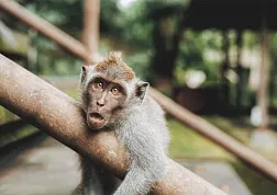 Что нельзя пропустить в Убуде (Бали)