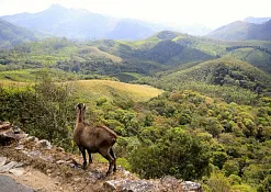 Национальный Парк Эравикулам