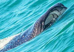 Дайвинг Embudu Village