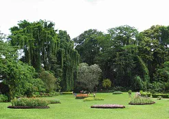 Королевский ботанический сад Перадения