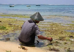 Rimba Jimbaran Bali by Ayana
