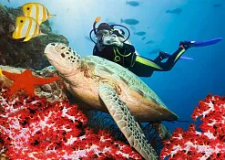 Дайвинг Olhuveli Beach