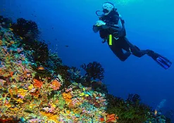 Дайвинг Embudu Village