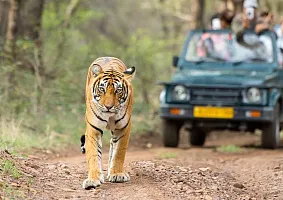 Увлекательное сафари Увлекательное сафари