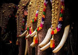 Праздник слонов - Триссур Пурам