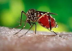 Болезни в Индии: чего ожидать и как предупредить